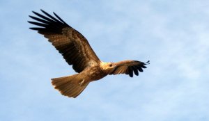 Whistling Kite