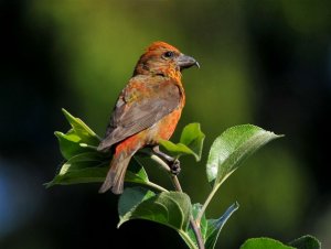 Red Crossbill