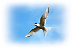 The Feisty Arctic Tern