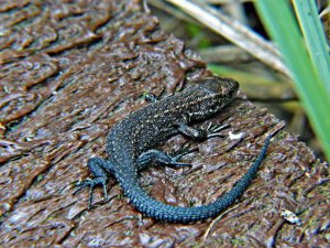 Common/Viviparous Lizard