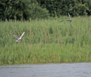 Juvenile Common Terns honing their skills.