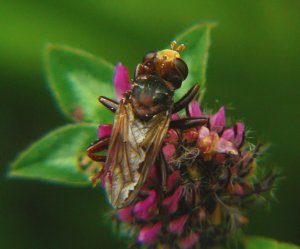 Conopid Fly - Bumblebee parasite