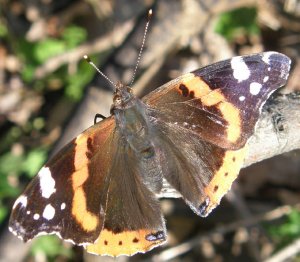 Red Admiral - absorbing the last sun rays