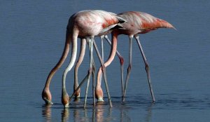 Caribbean Flamingo