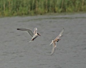 Juvenile Common Terns - ID aid?