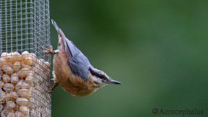 Eurasian Nutchatch