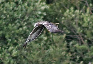 Marsh Harrier