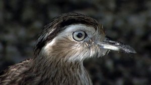 Double-striped Thick-knee