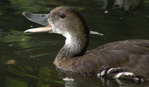 West Indian Whistling Duck