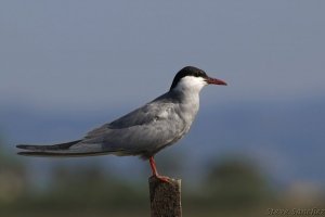 Whiskered Tern