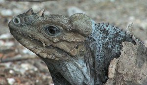 Rhinoceros Iguana