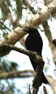 spangled drongo