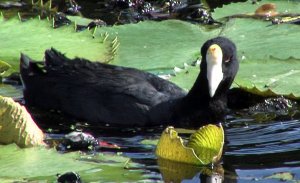 American/Caribbean Coot hybrid