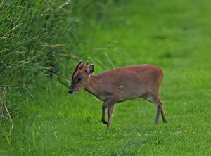 Muntjac Deer at Woodwalton