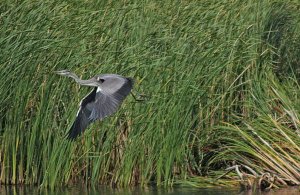 Grey Heron