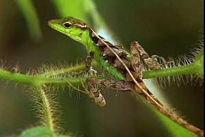 Montane Bush Anole