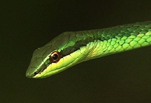 Hispaniola pointed snake