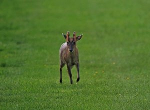 Muntjac Deer - again.