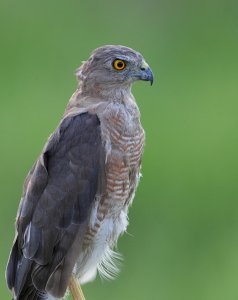 Shikra