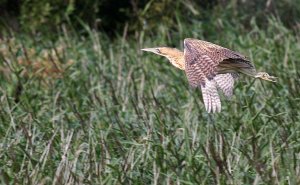 Bittern