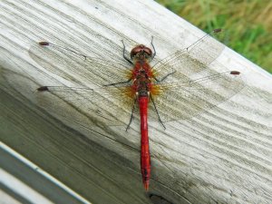 That Ruddy Darter!