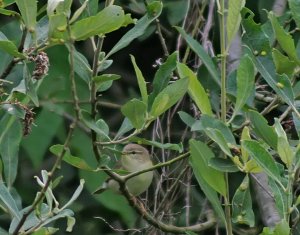 Willow Warbler - in applicable tree