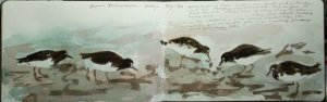 Black Turnstones watercolor sketch 16 x10"