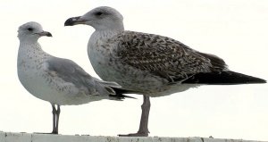 Great black-backed and ring-billed gull