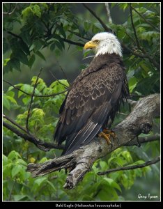 Bald Eagle