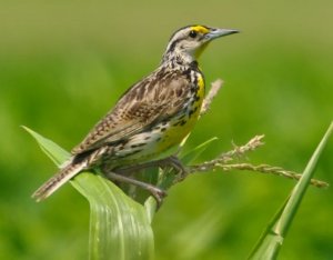 Eastern Meadowlark