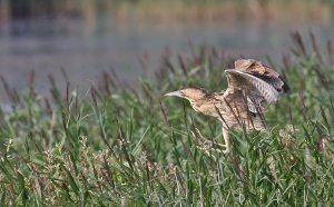 Bittern landing