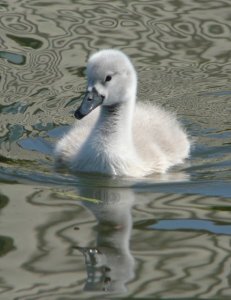Cygnet on the Kennet and Avon