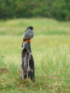 Western Red-footed Falcon
