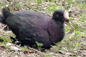 White-fronted Quail Dove