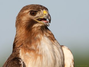 Red-tailed portrait