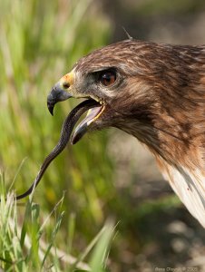 Red-tailed Hawk with Snake