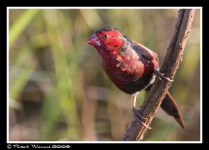 Crimson Finch