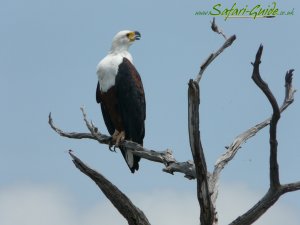 African Fish Eagle Calling