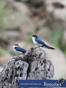 Pair of Wire-tailed Swallows