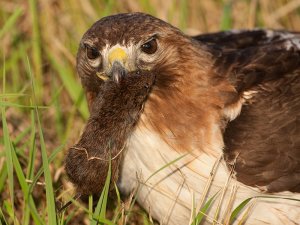 Red-tailed hawk with rat