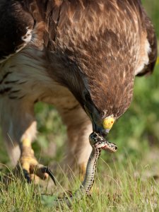 Red-tailed Hawk with Snake