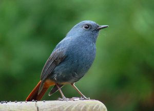 Plumbeous Water-Redstart for Donald