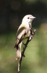 Lemon-bellied Flycatcher