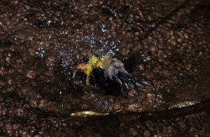 Goldfinch Giving Himself a Bath