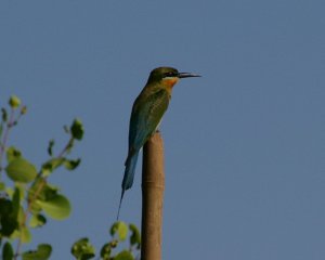Beautiful Bee-eater