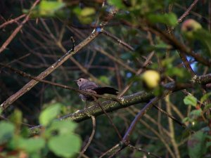 Gray Catbird in the Morning