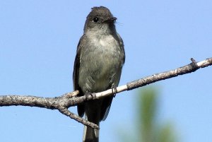 Hispaniolan Pewee