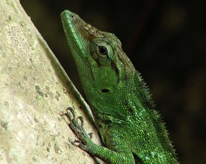 Dominican Giant Anole