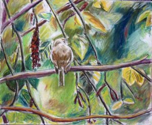 Acadian Flycatcher with Catkins