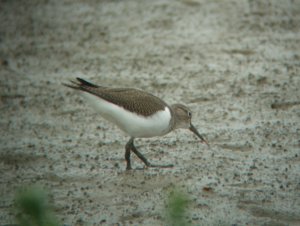 common sandpiper eating a bloodworm